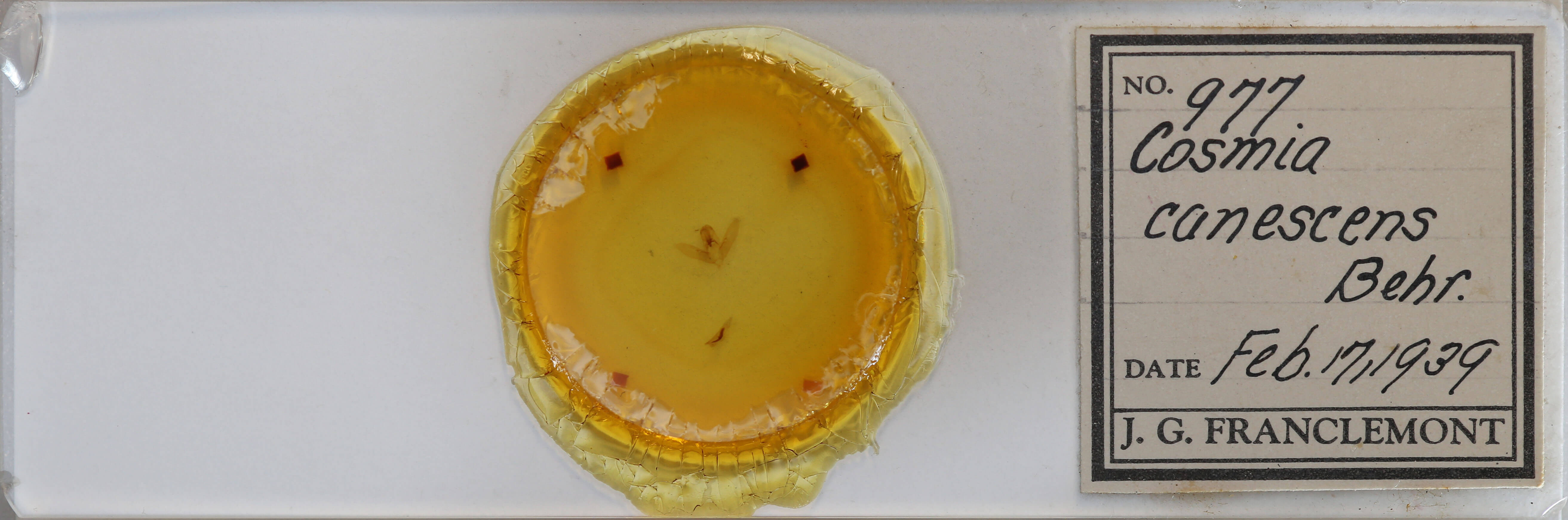 slide view of adult Cosmia calami