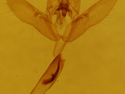 genitalia view of adult Cosmia calami