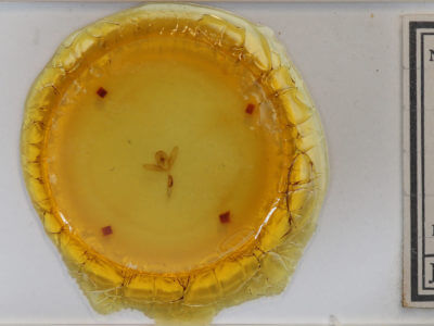 slide view of adult Cosmia calami