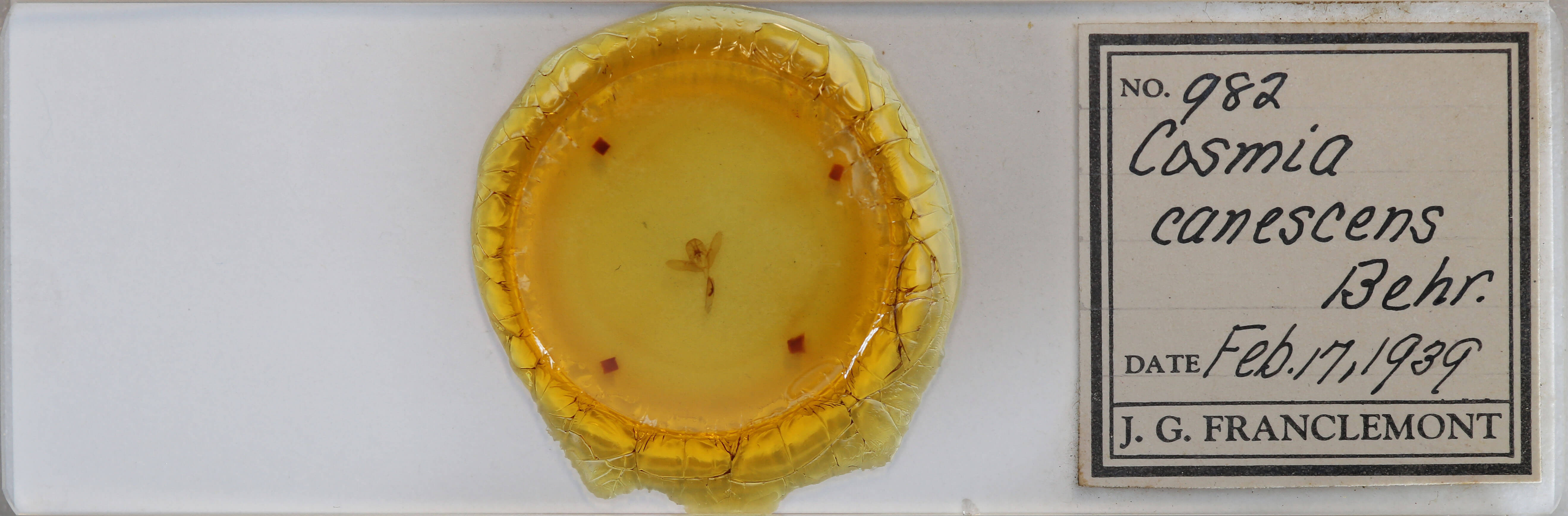 slide view of adult Cosmia calami