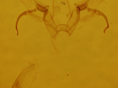 genitalia view of adult Cyclophora packardi