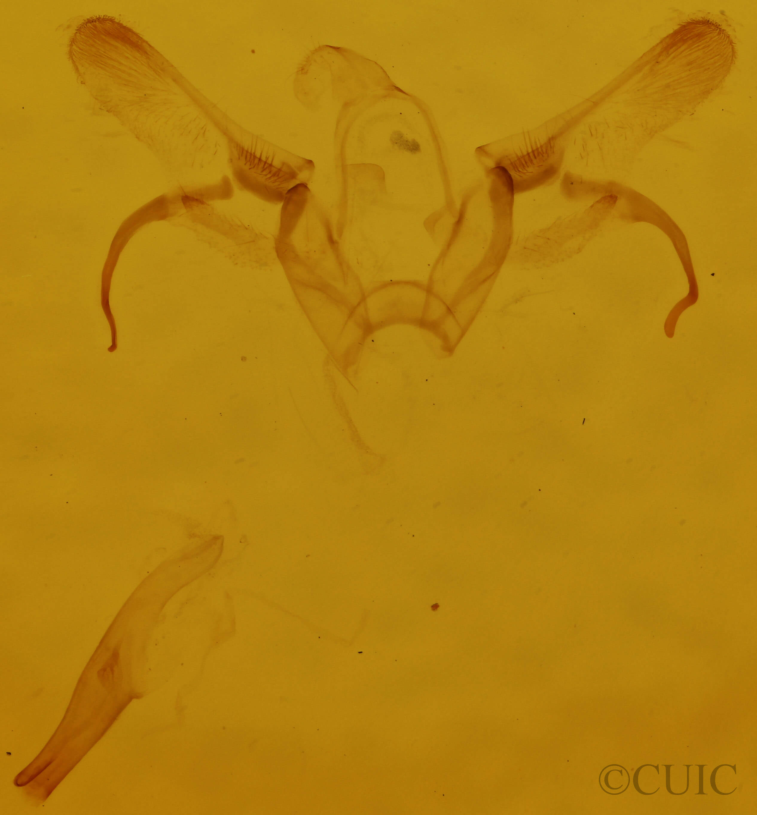 genitalia view of adult Cyclophora packardi