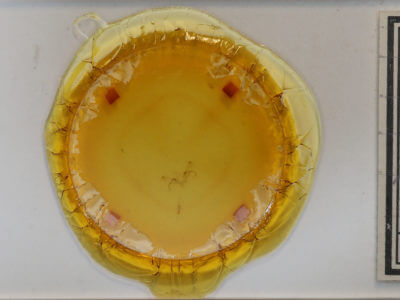 slide view of adult Cyclophora packardi