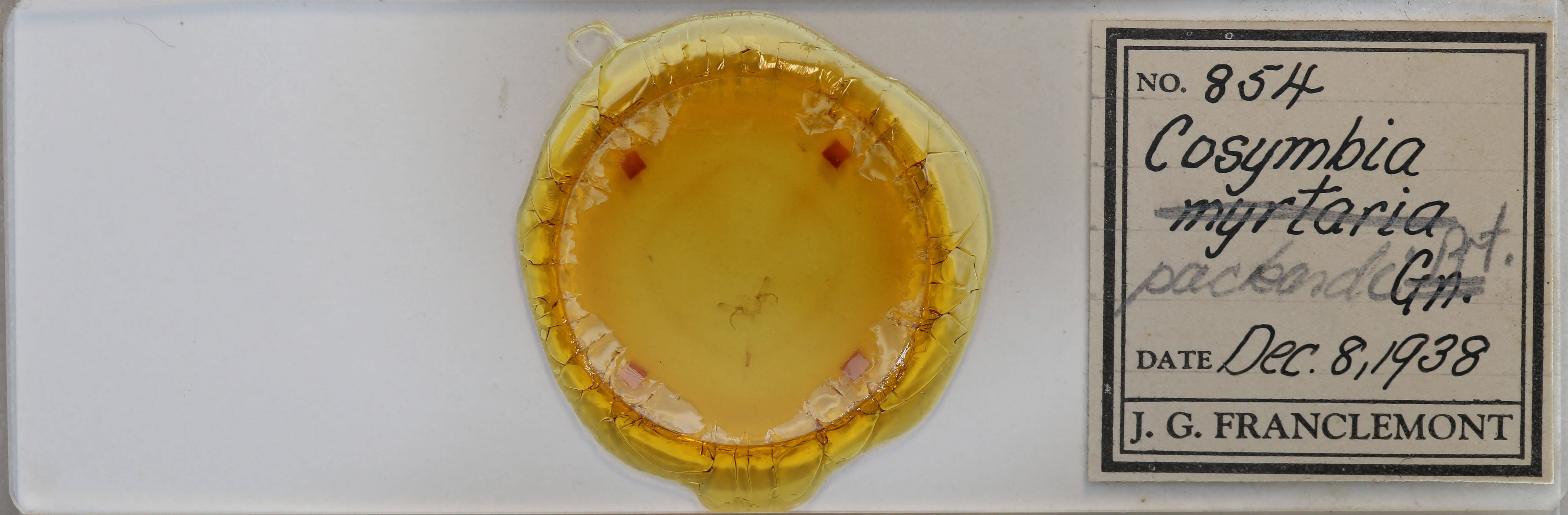 slide view of adult Cyclophora packardi