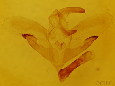 genitalia view of adult Amorpha juglandis