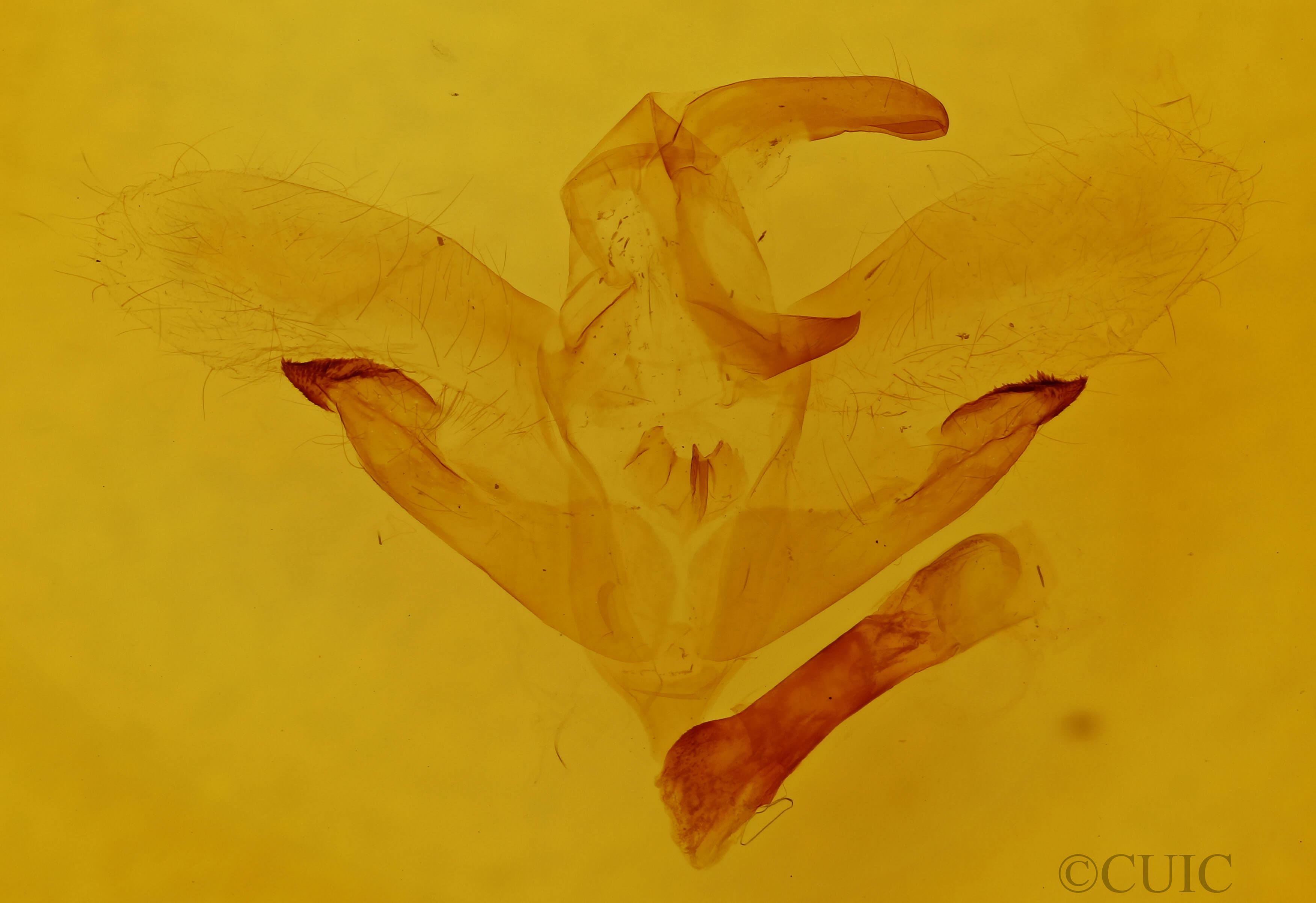 genitalia view of adult Amorpha juglandis