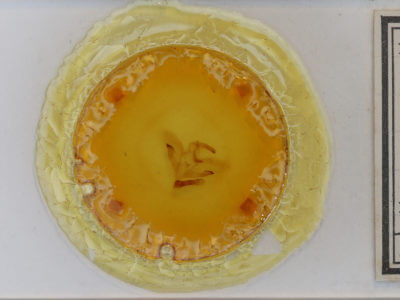 slide view of adult Amorpha juglandis