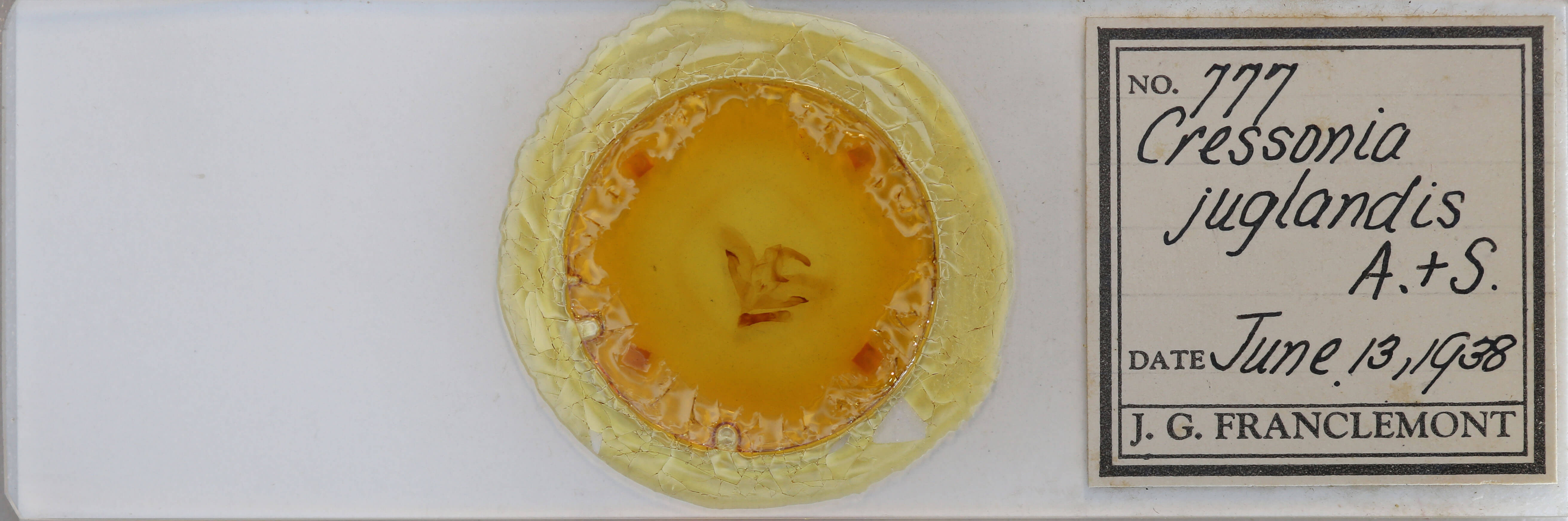 slide view of adult Amorpha juglandis