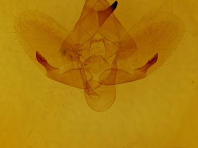 genitalia view of adult Darapsa choerilus