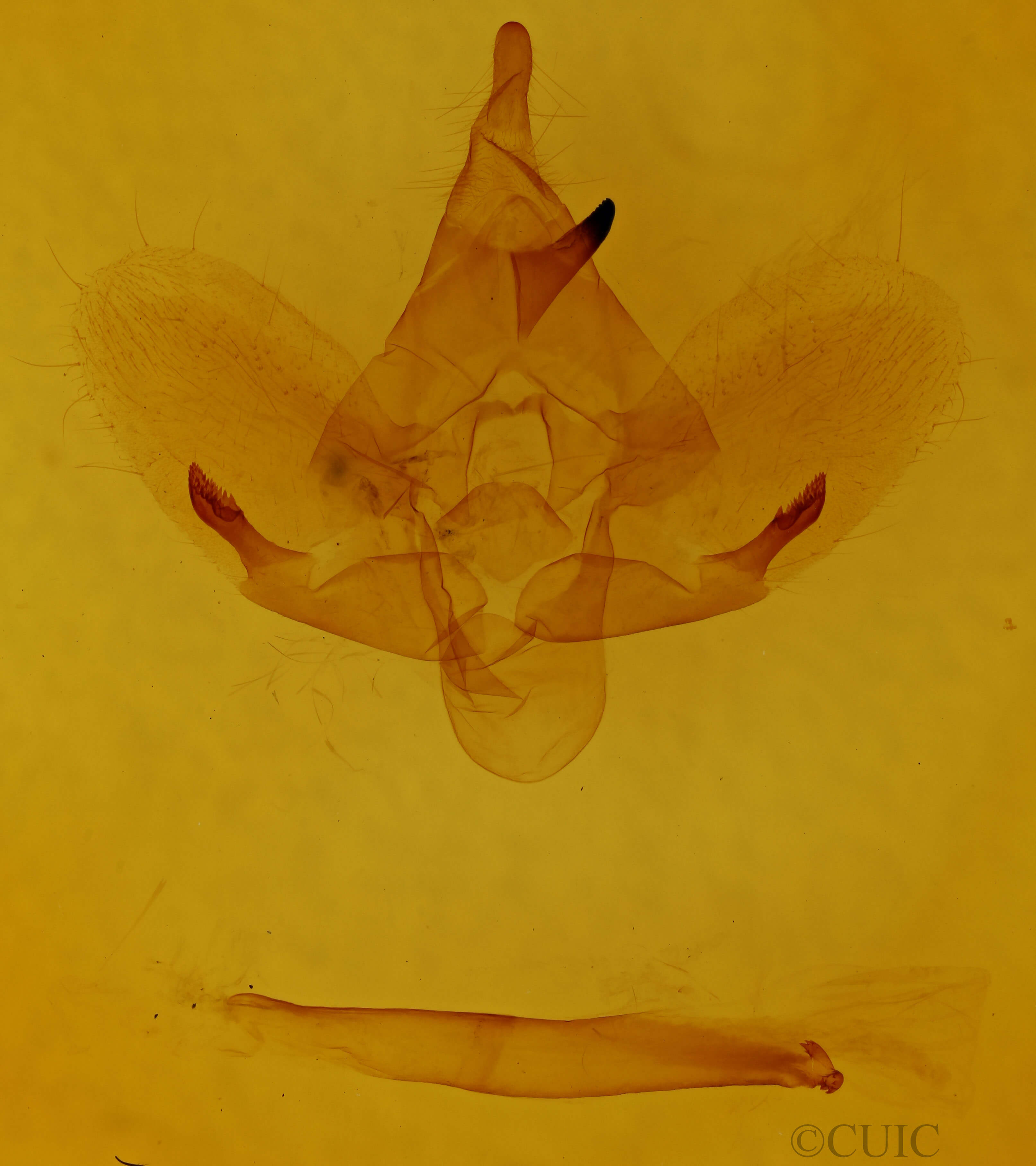 genitalia view of adult Darapsa choerilus