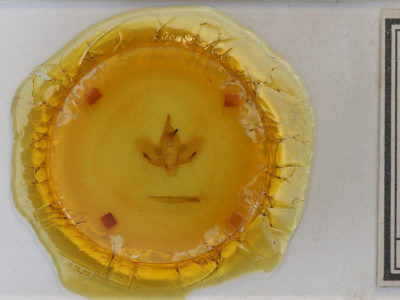 slide view of adult Darapsa choerilus