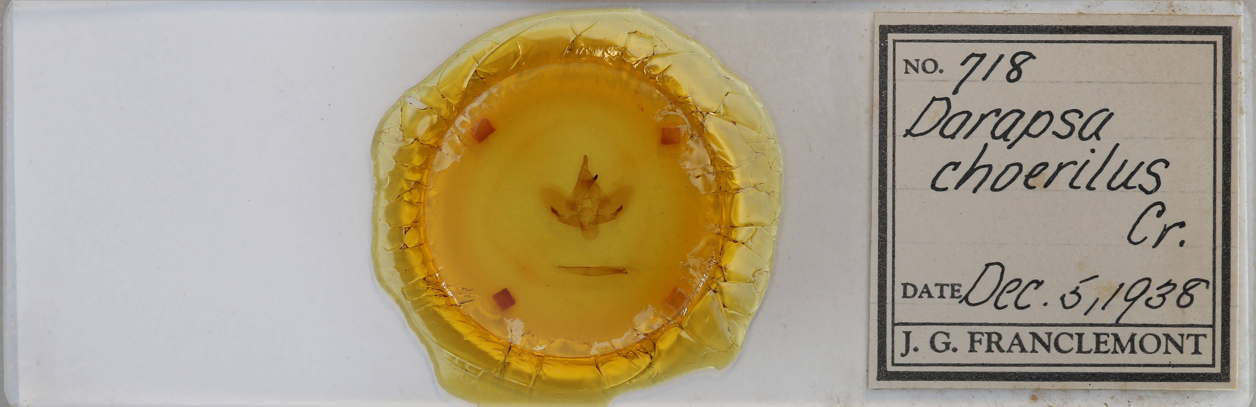 slide view of adult Darapsa choerilus