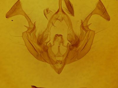 genitalia view of adult Dargida procinctus