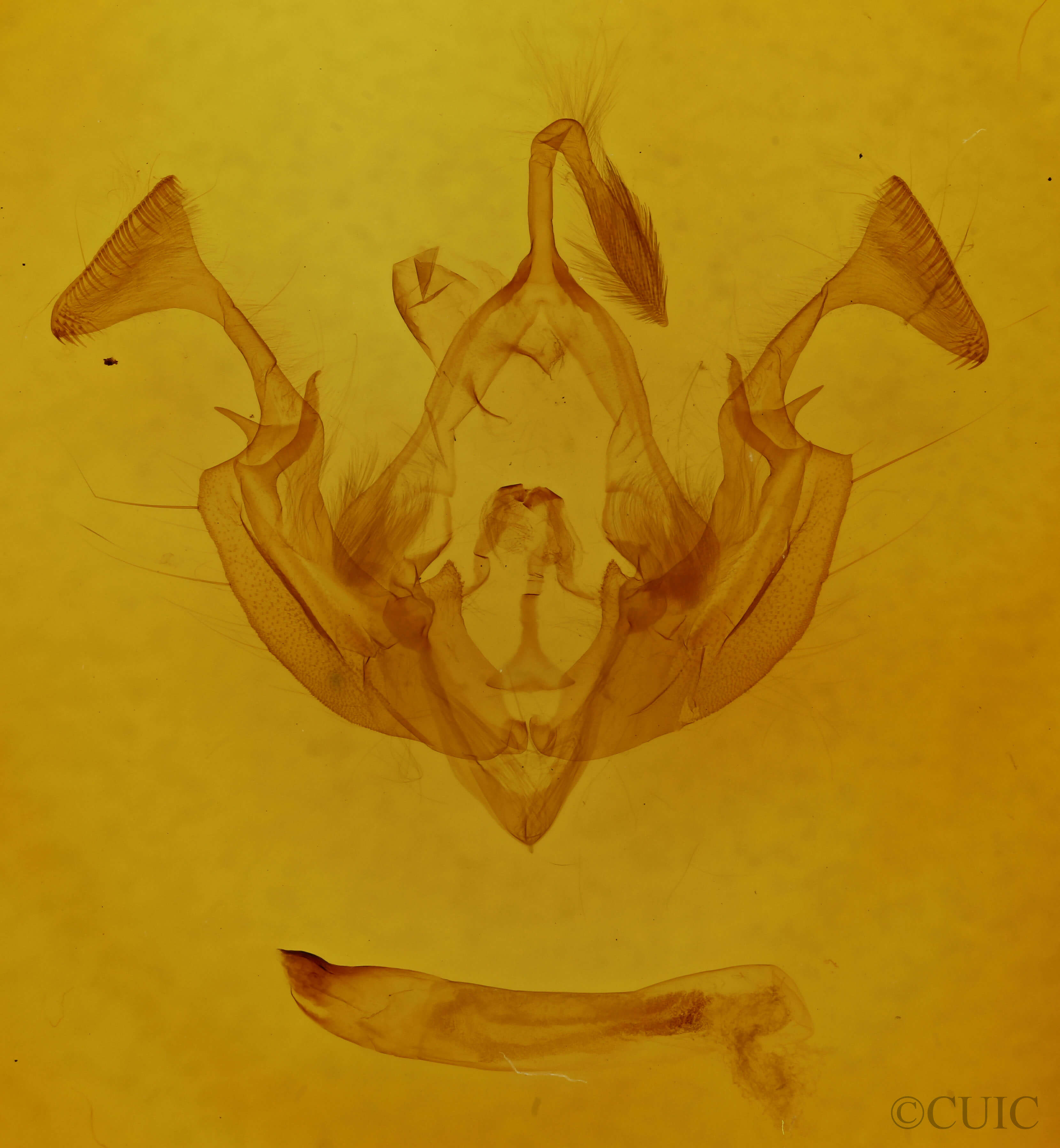 genitalia view of adult Dargida procinctus