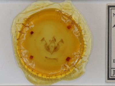 slide view of adult Dargida procinctus