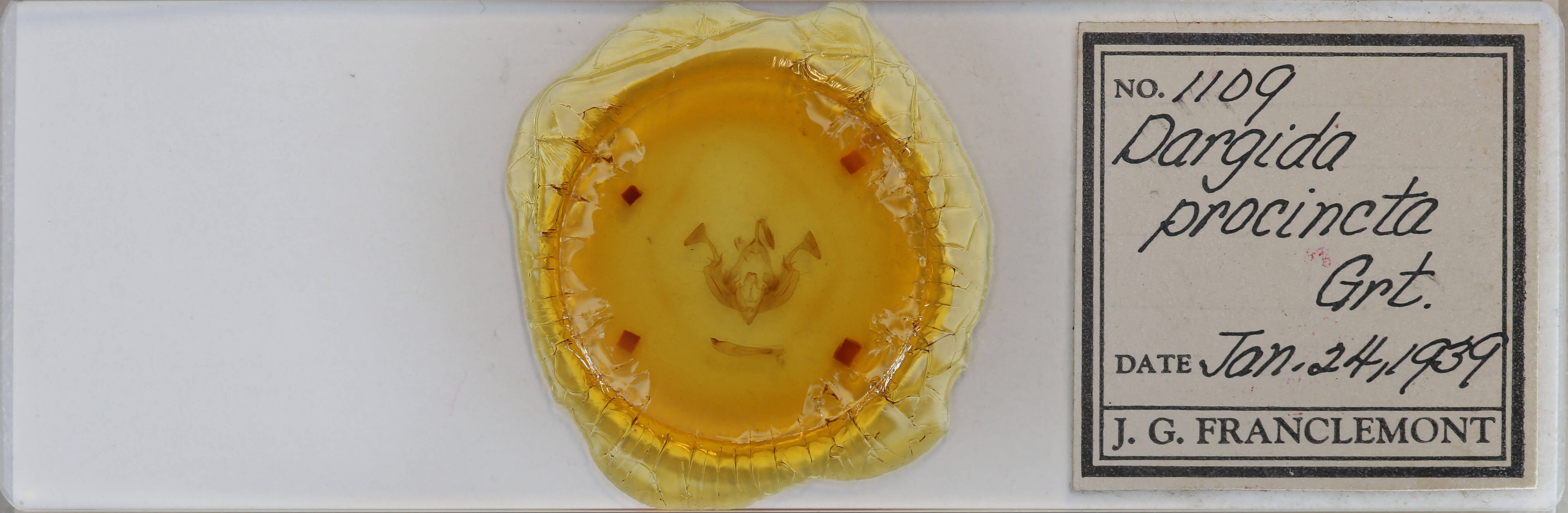 slide view of adult Dargida procinctus