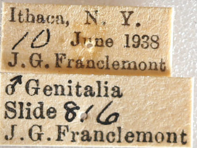 label view of adult Datana drexelii