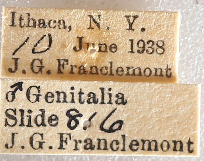 label view of adult Datana drexelii