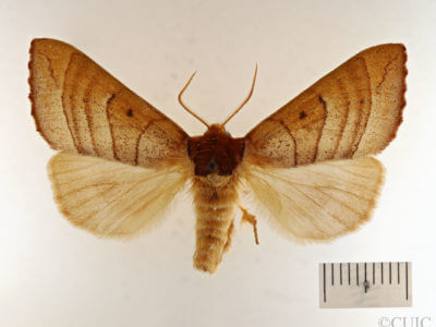 dorsal view of adult Datana drexelii