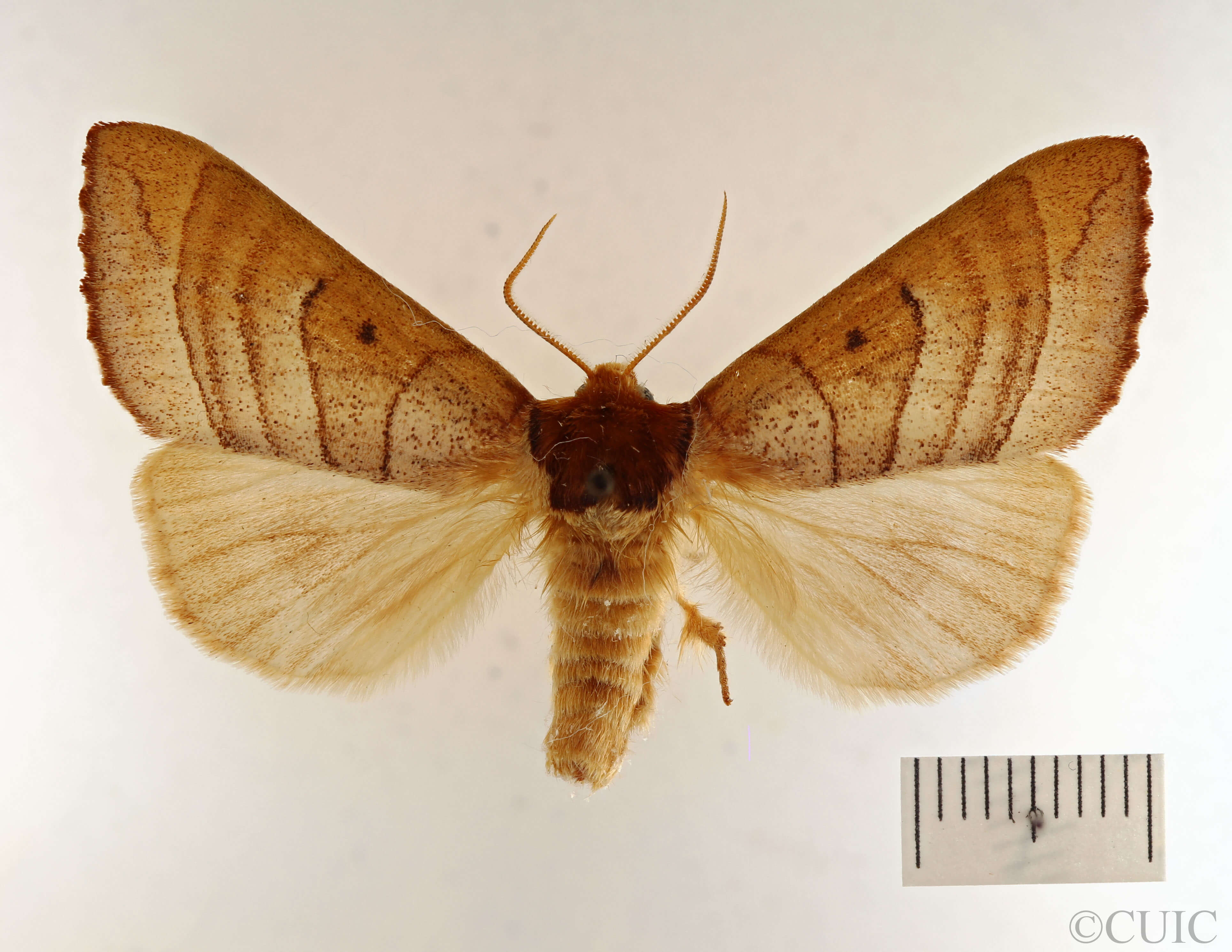 dorsal view of adult Datana drexelii