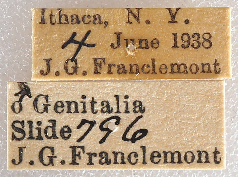 label view of adult Datana ministra