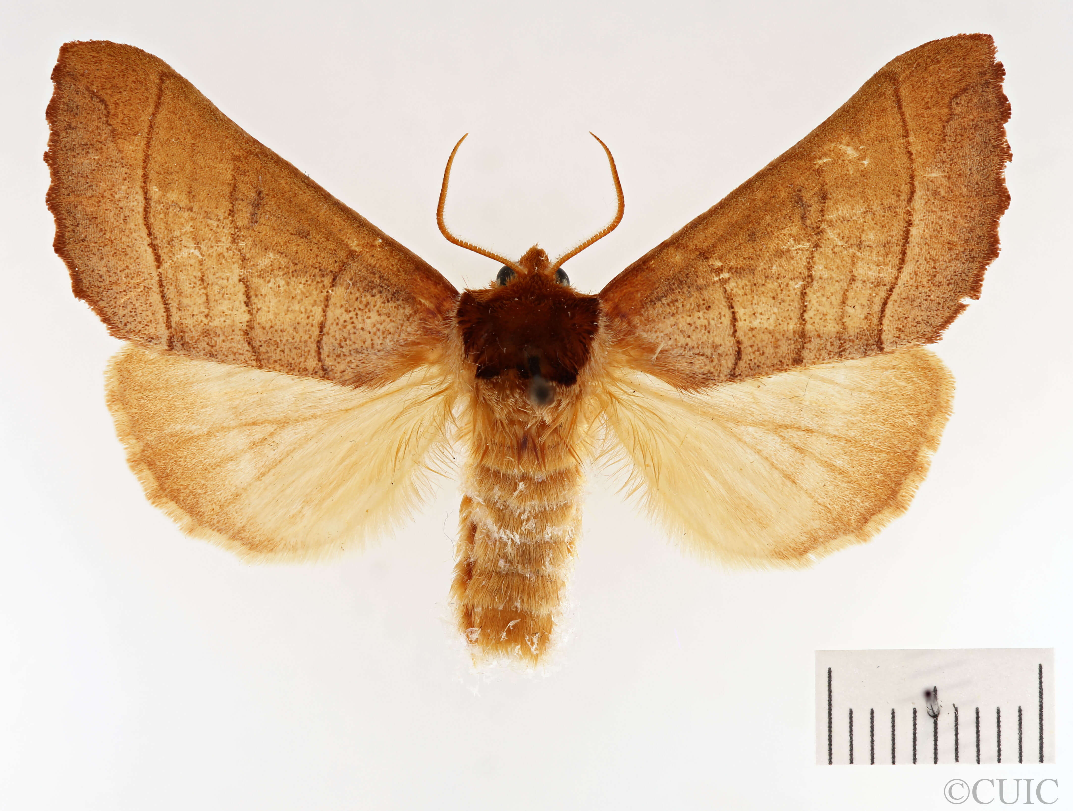 dorsal view of adult Datana ministra