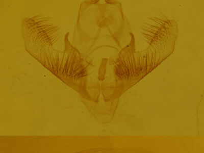 genitalia view of adult Cabera variolaria