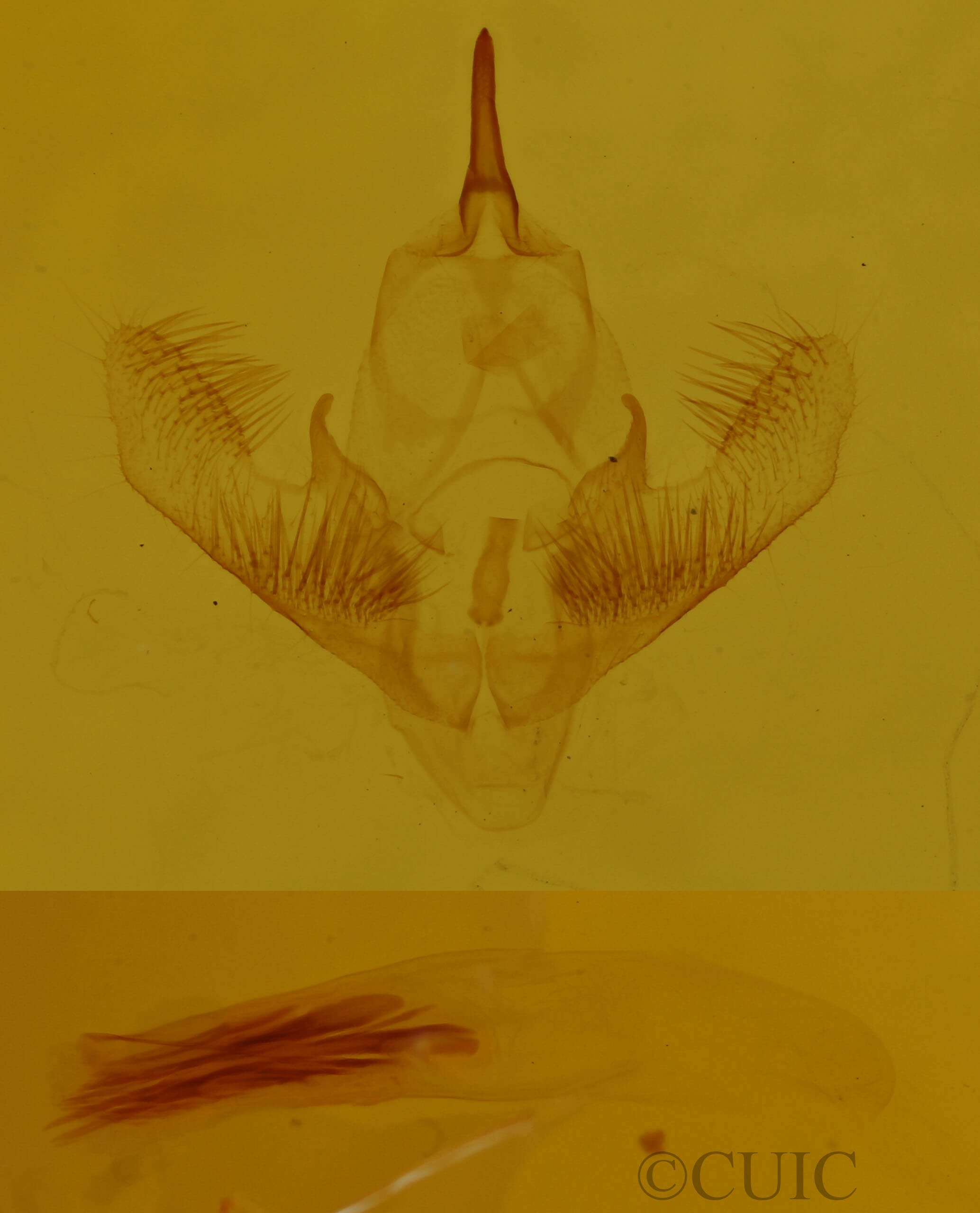 genitalia view of adult Cabera variolaria