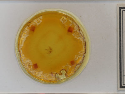 slide view of adult Cabera variolaria