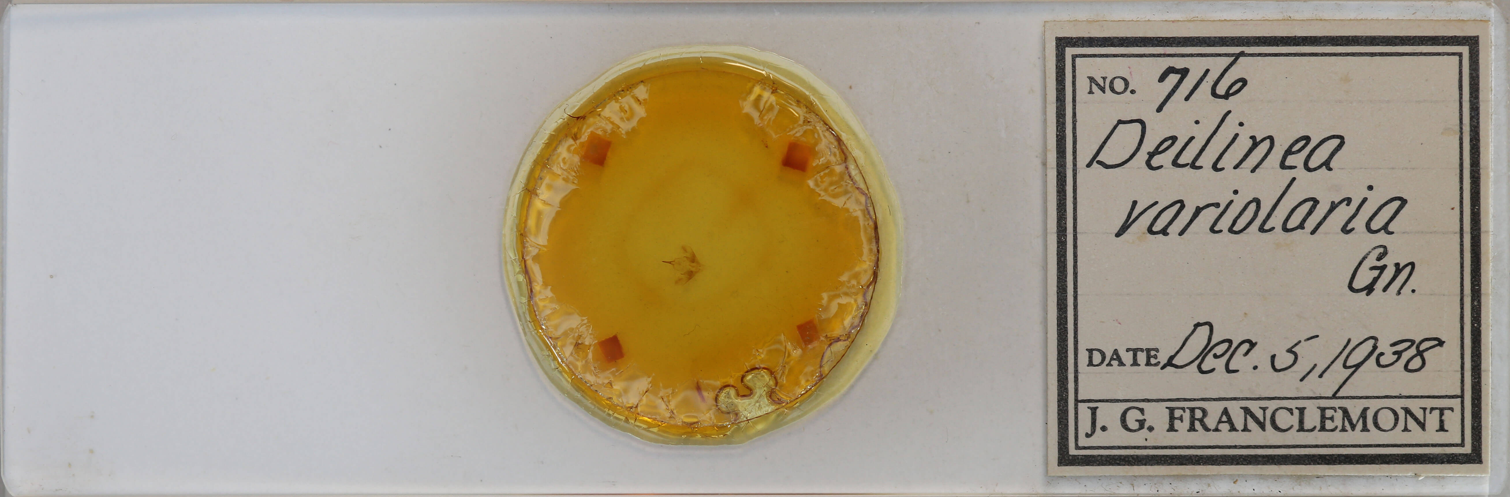 slide view of adult Cabera variolaria