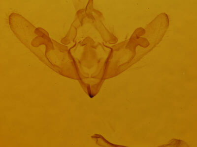 genitalia view of adult Cleoceris scoriacea