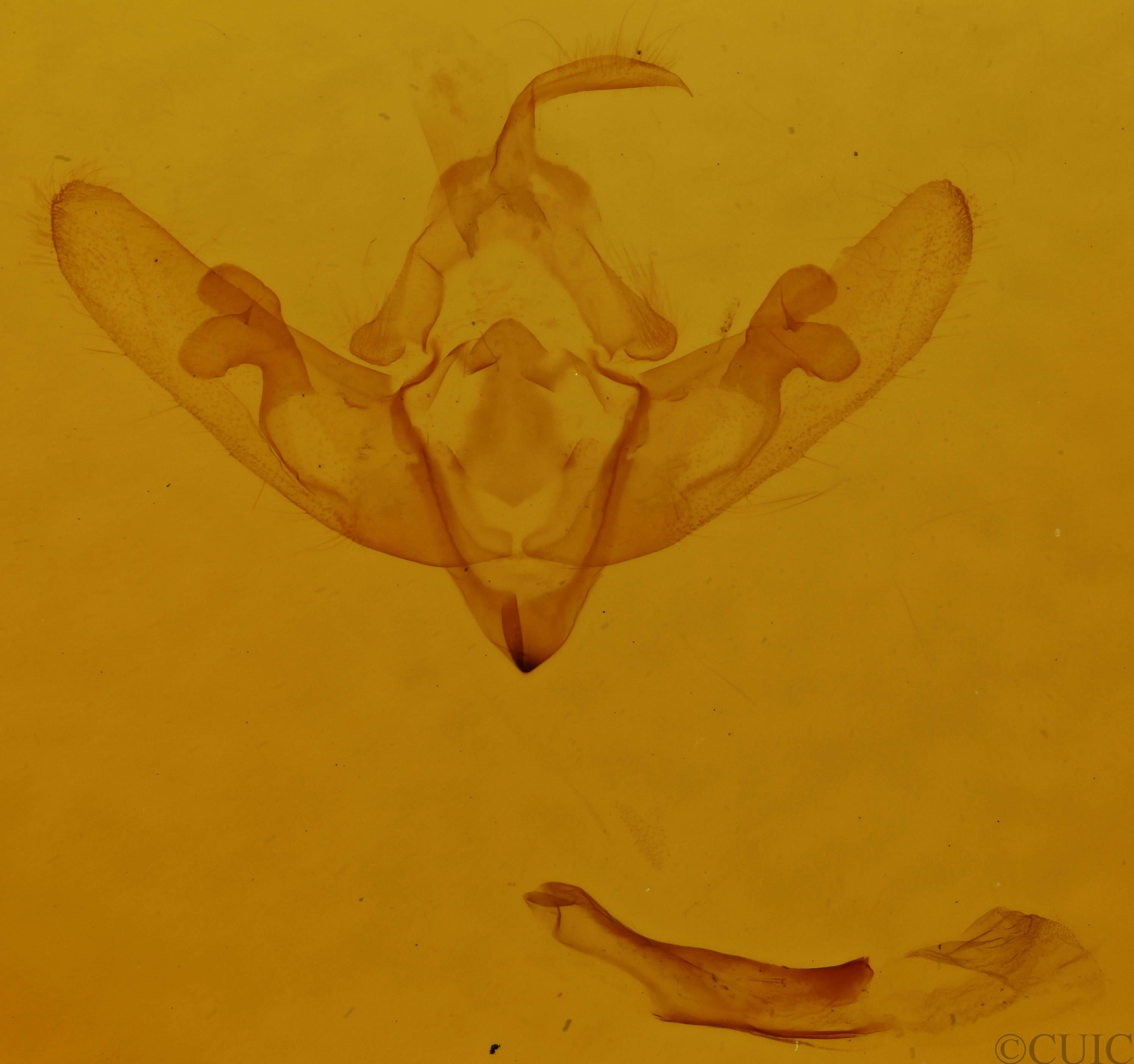 genitalia view of adult Cleoceris scoriacea