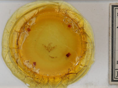 slide view of adult Cleoceris scoriacea