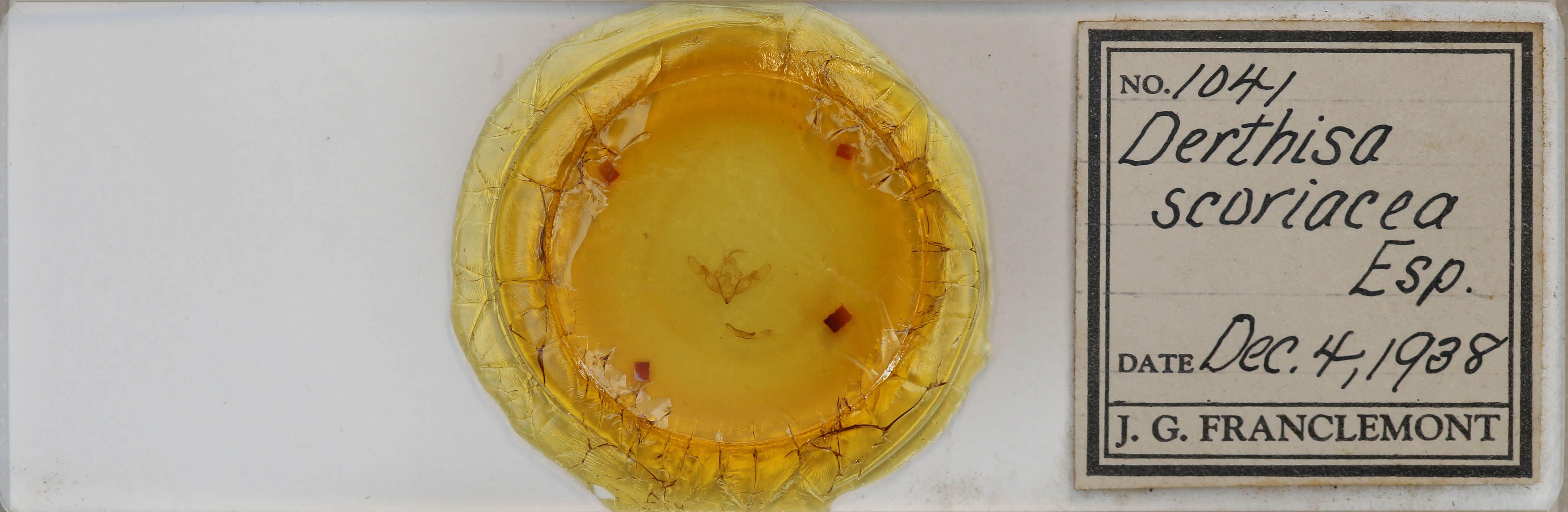 slide view of adult Cleoceris scoriacea