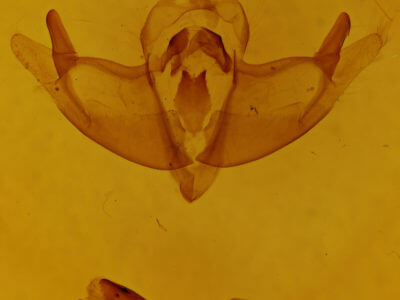 genitalia view of adult Episema tersa