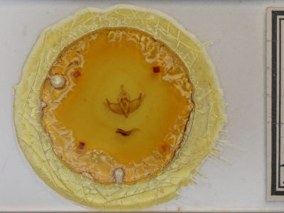 slide view of adult Episema tersa