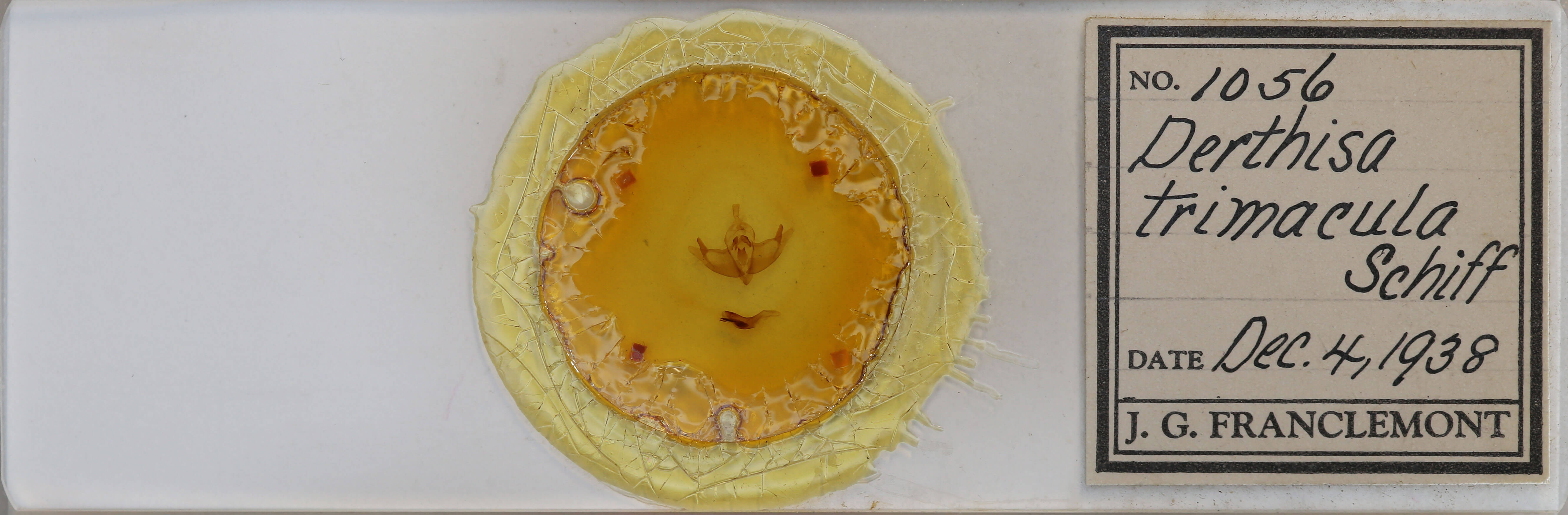 slide view of adult Episema tersa