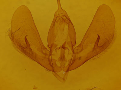genitalia view of adult Darceta proserpina