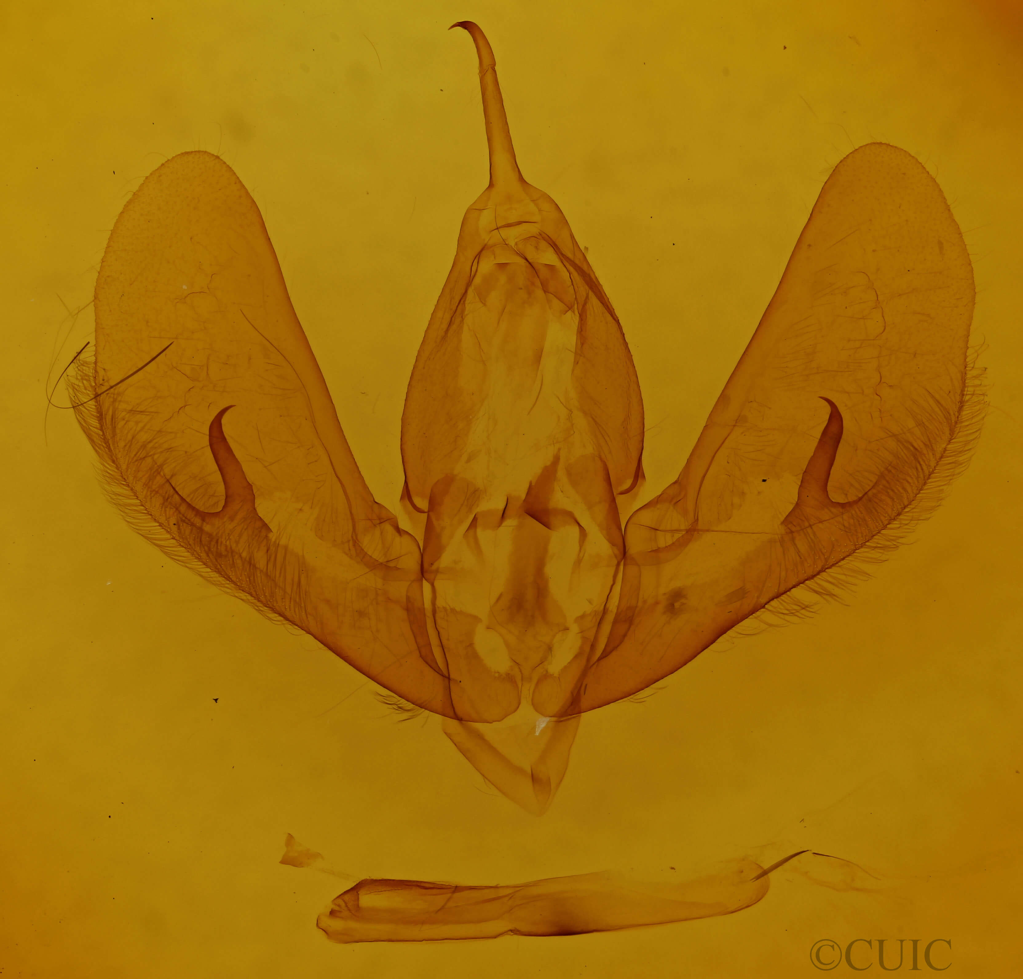 genitalia view of adult Darceta proserpina