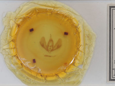 slide view of adult Darceta proserpina