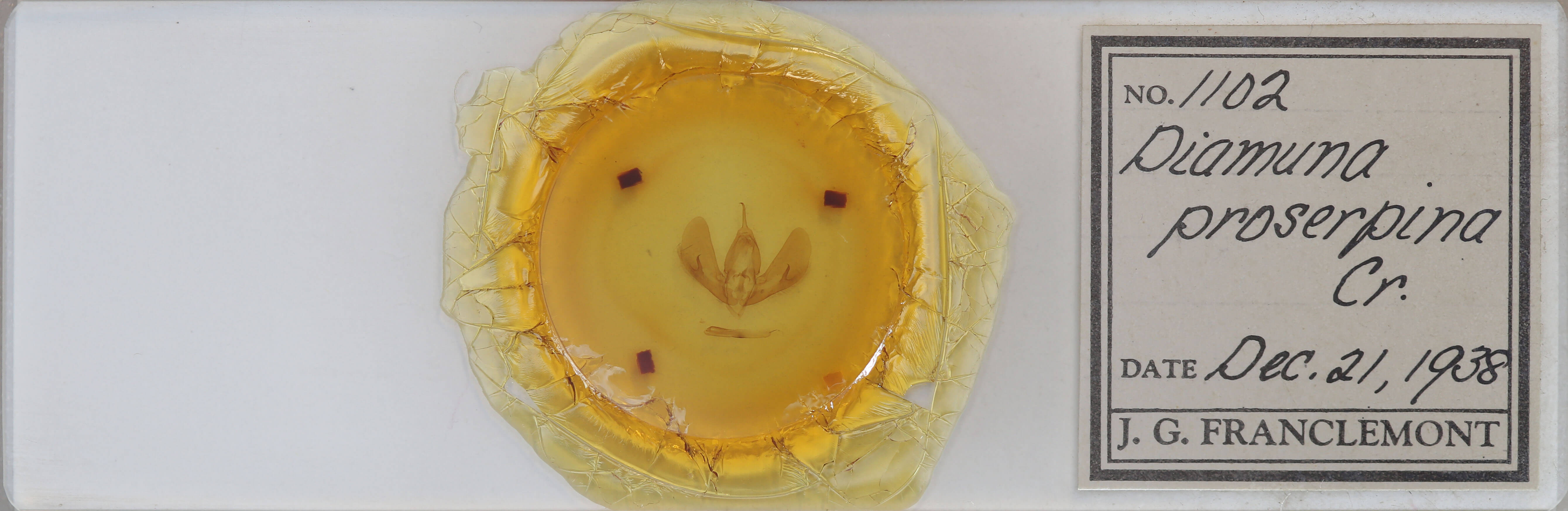 slide view of adult Darceta proserpina