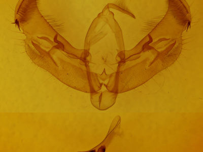 genitalia view of adult Diarsia jucunda