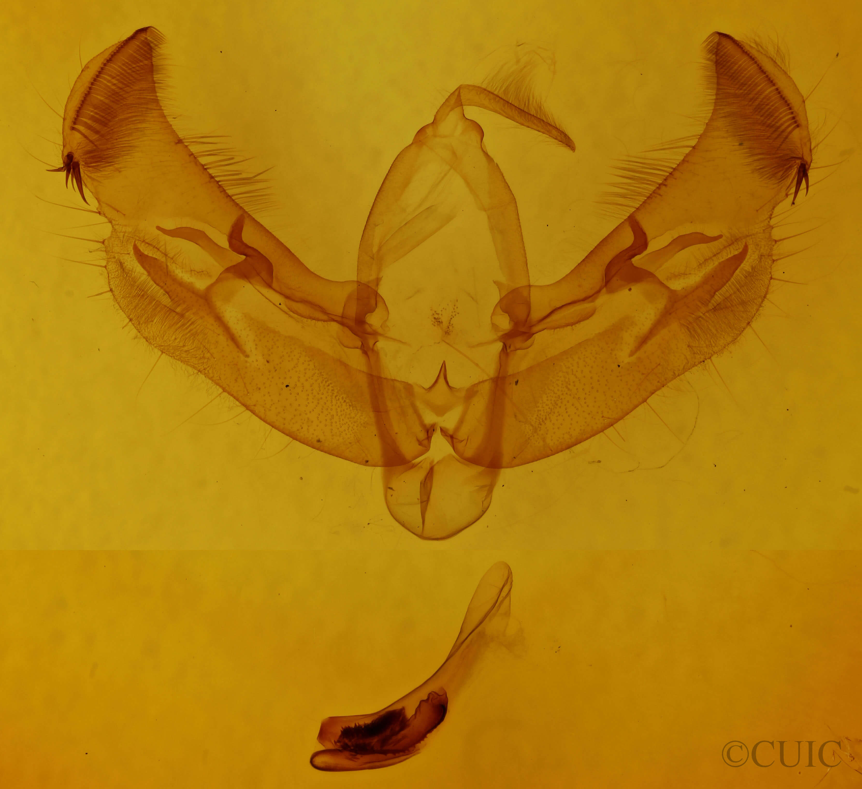 genitalia view of adult Diarsia jucunda