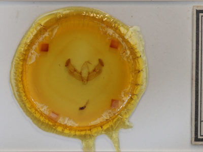 slide view of adult Diarsia jucunda