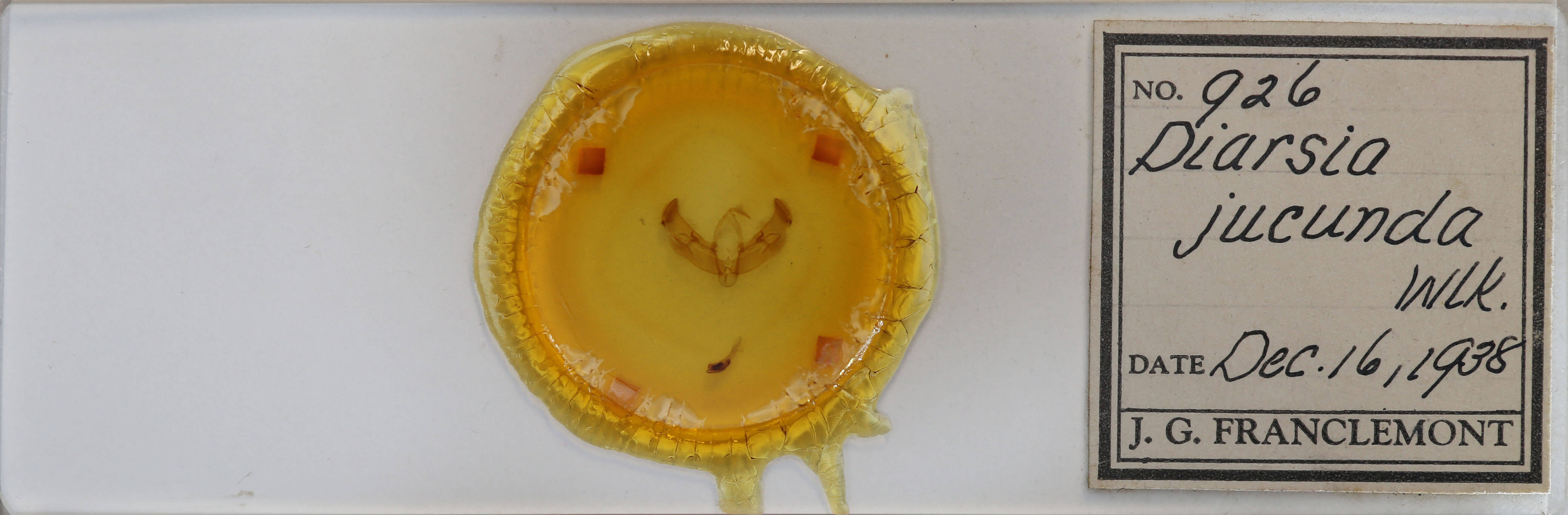 slide view of adult Diarsia jucunda