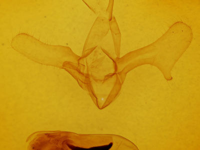 genitalia view of adult Diphthera festiva