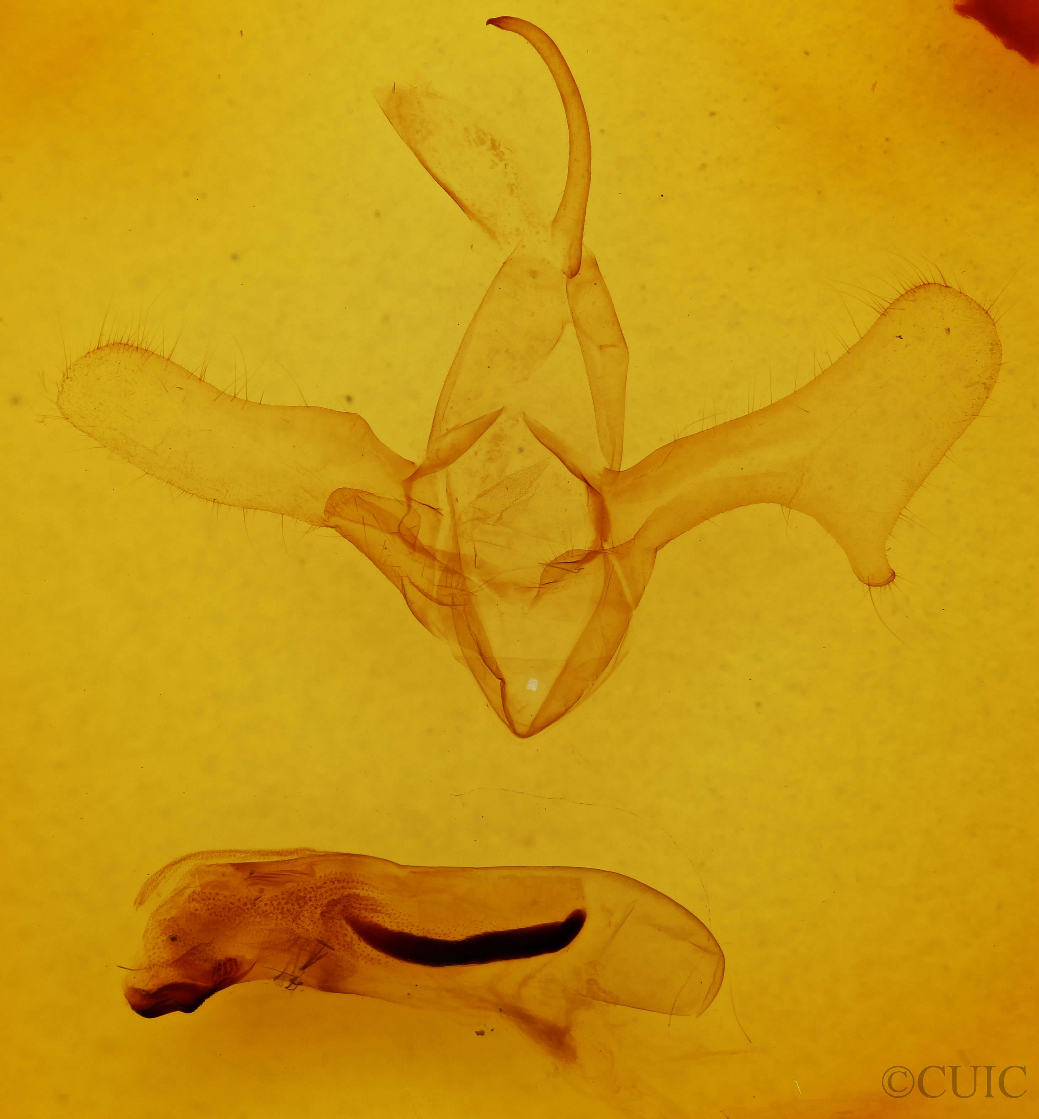 genitalia view of adult Diphthera festiva