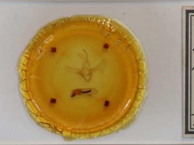 slide view of adult Diphthera festiva