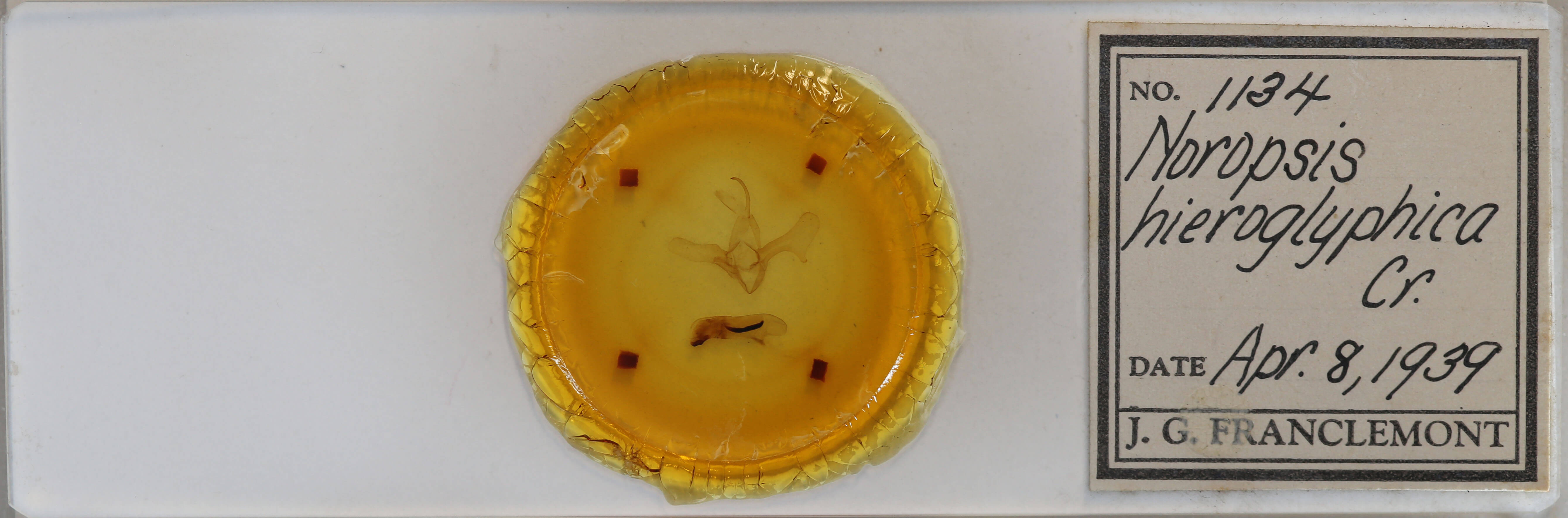 slide view of adult Diphthera festiva