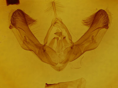 genitalia view of adult Dypterygia rozmani